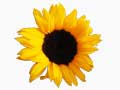 Propre et �cologique